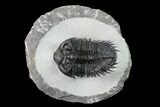 Coltraneia Trilobite Fossil - Huge Faceted Eyes #165856-1